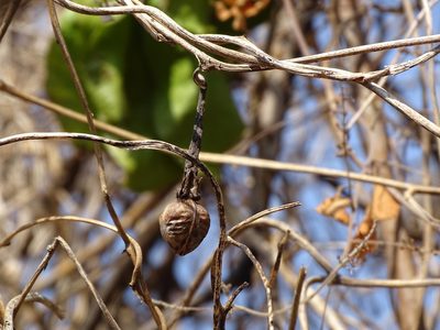 Ipomoea muricata, photographed by Alexis López Hernández
