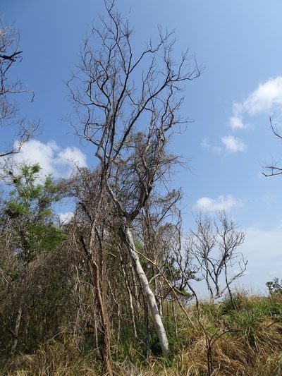 Ipomoea muricata, photographed by Alexis López Hernández