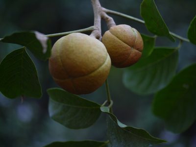 Dysoxylum gotadhora, photographed by Dinesh Valke