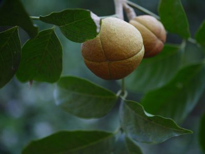 Dysoxylum gotadhora, photographed by Dinesh Valke