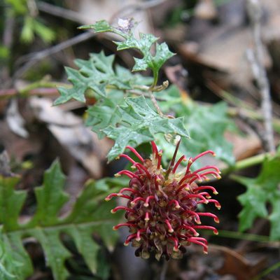 Grevillea floripendula, photographed by yatesy