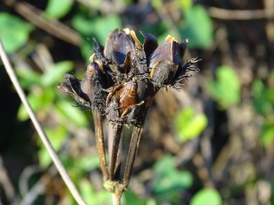 Ipomoea crinicalyx, photographed by Alexis López Hernández