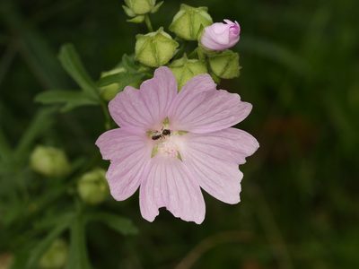 Malva alcea, photographed by Alexis Tinker-Tsavalas