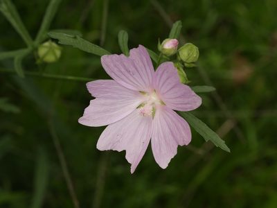 Malva alcea, photographed by Alexis Tinker-Tsavalas