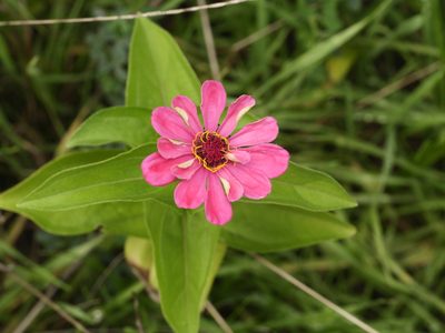 Zinnia elegans, photographed by Alexis Tinker-Tsavalas