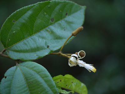 Grewia umbellifera, photographed by Dinesh Valke