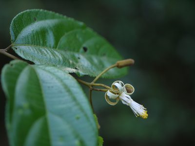 Grewia umbellifera, photographed by Dinesh Valke