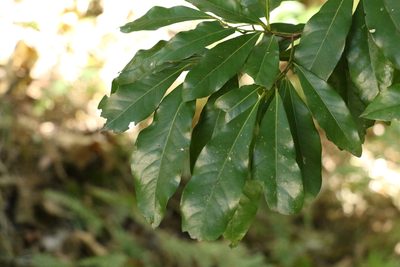 Planchonella pohlmaniana, photographed by Greg Tasney