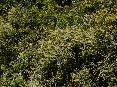 Gouania microcarpa, photographed by Dinesh Valke