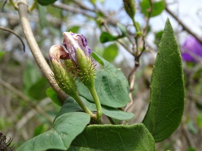 Ipomoea crinicalyx, photographed by Alexis López Hernández