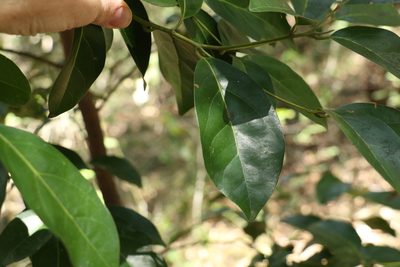 Endiandra discolor, photographed by Greg Tasney
