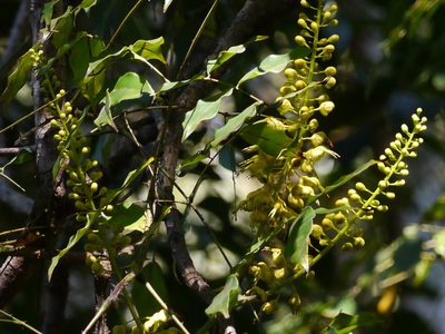 Mezoneuron cucullatum, photographed by Dinesh Valke