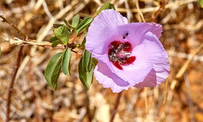 Gossypium sturtianum, photographed by Brendan Costello