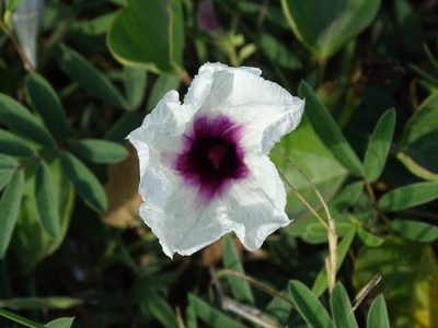 Ipomoea anisomeres, photographed by Alexis López Hernández