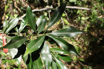 Planchonella chartacea, photographed by Greg Tasney