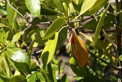 Bruguiera gymnorhiza, photographed by Greg Tasney