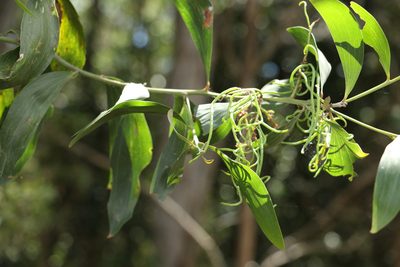 Acacia concurrens, photographed by Greg Tasney