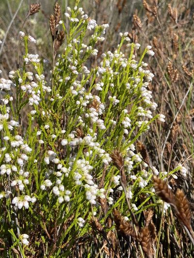 Erica margaritacea, photographed by safiyyah hattas