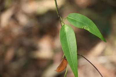 Leichhardtia fraseri, photographed by Greg Tasney