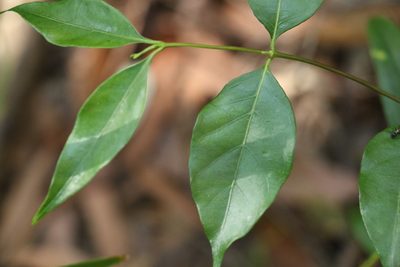 Gynochthodes umbellata, photographed by Greg Tasney