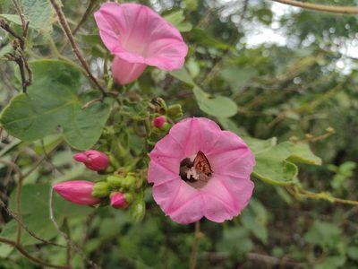 Ipomoea peteri, photographed by Alexis López Hernández