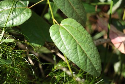 Hypserpa decumbens, photographed by Greg Tasney