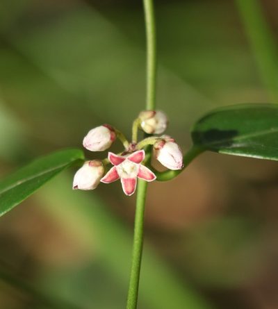 Leichhardtia fraseri, photographed by Greg Tasney