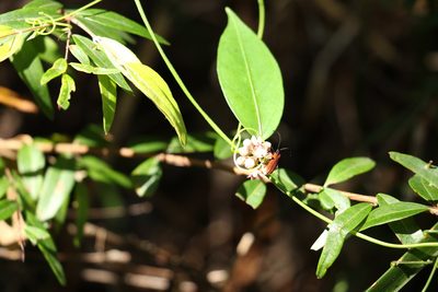Leichhardtia fraseri, photographed by Greg Tasney