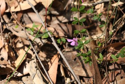 Tetratheca thymifolia, photographed by Greg Tasney