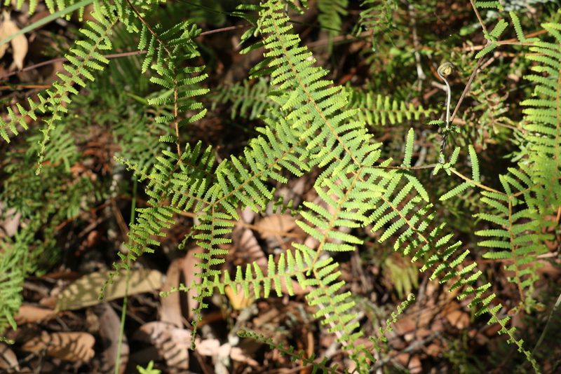 Gleichenia mendellii, photographed by Greg Tasney