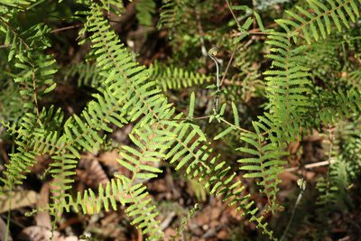 Gleichenia mendellii, photographed by Greg Tasney