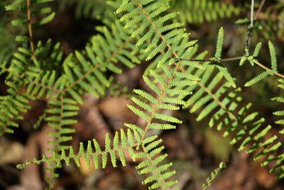 Gleichenia mendellii, photographed by Greg Tasney