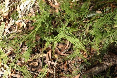 Gleichenia mendellii, photographed by Greg Tasney
