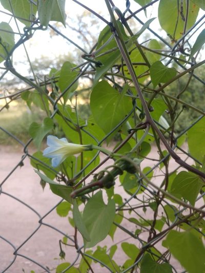 Ipomoea cardiophylla, photographed by Alexis López Hernández