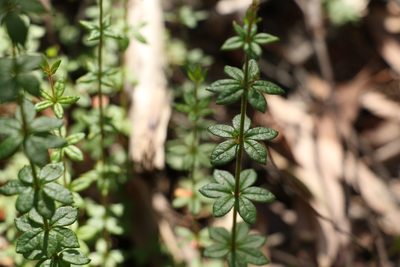 Tetratheca thymifolia, photographed by Greg Tasney
