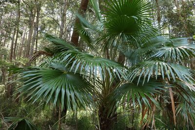 Livistona australis, photographed by Greg Tasney