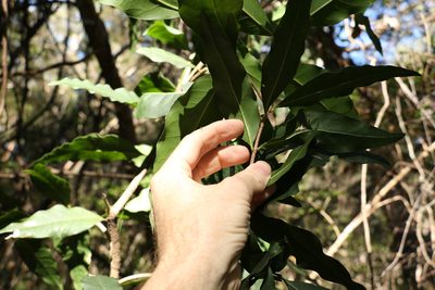 Notelaea longifolia, photographed by Greg Tasney