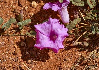 Ipomoea muelleri, photographed by Brendan Costello