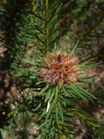 Pultenaea stipularis, photographed by Gary Williams