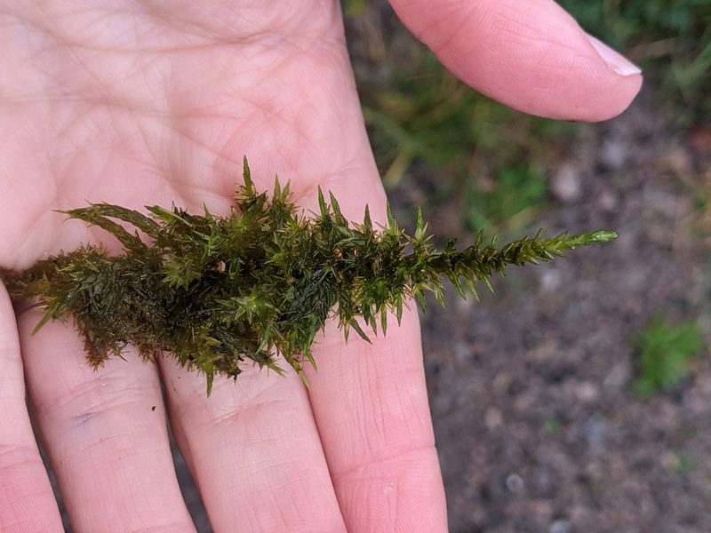 Calliergon giganteum, photographed by Rhonda Ridley