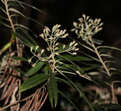 Olearia heterocarpa, photographed by Greg Tasney