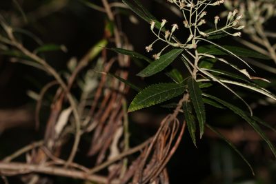 Olearia heterocarpa, photographed by Greg Tasney