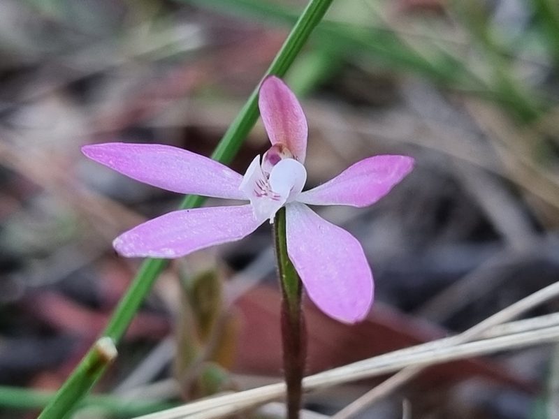 Caladenia fuscata, photographed by Richard Dimon