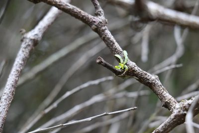 Taeniophyllum muelleri, photographed by Greg Tasney