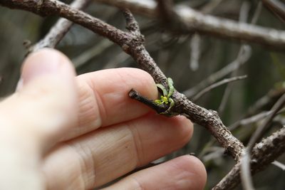 Taeniophyllum muelleri, photographed by Greg Tasney