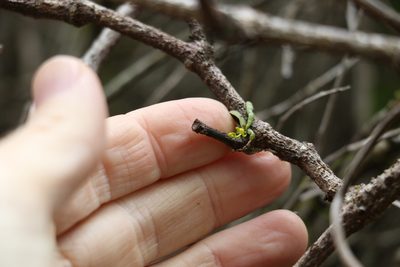 Taeniophyllum muelleri, photographed by Greg Tasney