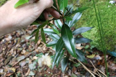 Cinnamomum virens, photographed by Greg Tasney