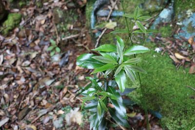 Cinnamomum virens, photographed by Greg Tasney