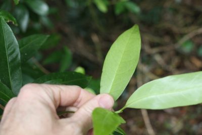 Actephila grandifolia, photographed by Greg Tasney