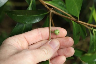 Actephila grandifolia, photographed by Greg Tasney